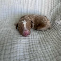 Ducky - Red  male Goldendoodle puppy in Calera, Alabama from Red Mountain Minis