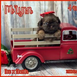 M'Lynn - Liver female Shih Tzu puppy in Beatrice, Nebraska from I Shih Tzu Not Puppies