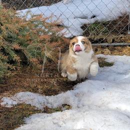 Pembroke Welsh Corgi Puppies from North Star Pembroke Welsh Corgi's