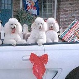 Poodles from Kamann Poodles