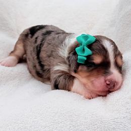 Acorn - Blue merle female Aussiedoodle puppy in Cartersville, Georgia from Simply Blessed Doodles