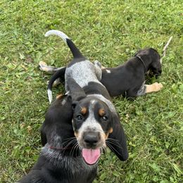 Bluetick Coonhound puppies from Blue Hill Blueticks