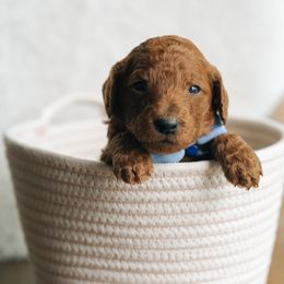 Boy 2 - Red  male Poodle puppy in Duncan, South Carolina from Abner Creek Poodles & Doodles