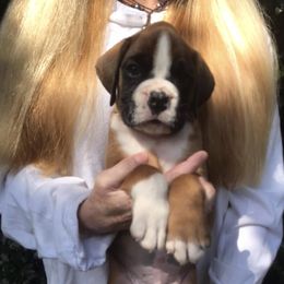 Boy 1 - Fawn male Boxer puppy in Marianna, Florida from Northwest Florida Boxers