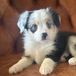 Indian 🌊 - Blue merle female Miniature Australian Shepherd puppy in Granbury, Texas from Triple Cross Doodles