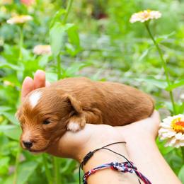 Poppy - Red female Cavapoo puppy in Spencerville, Indiana from Cavapoo Corner