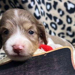 Pinkel-Girl 2 - Dapple female Dachshund puppy in Bigfork, Minnesota from Dachshunds Up North