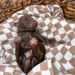 Brewed with love- Brew - Chocolate male Goldendoodle puppy in Russell Springs, Kentucky from Milk & Honey Doodles