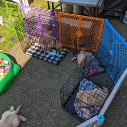 Golden Retriever Puppies from Sola Mae's Goldens