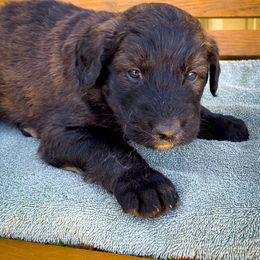Bernedoodle and Siberian Husky Puppies from Timberline Paws