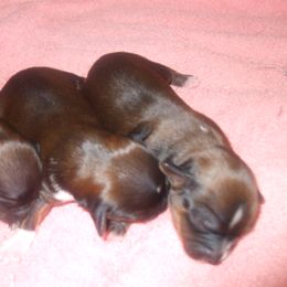 Tibetan Terrier Puppies from Arkeden Tibetan Terriers