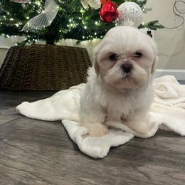 Male 2 - White male Shih Tzu puppy in Needville, Texas from Precious Moments Shih Tzu