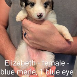 Aussiedoodle, Australian Shepherd, and Golden Retriever Puppies from Hope & Joy Acres