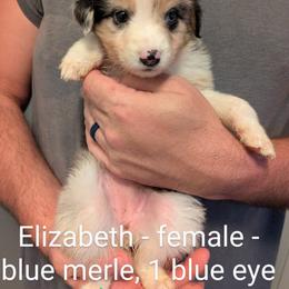 Aussiedoodle, Australian Shepherd, and Golden Retriever Puppies from Hope & Joy Acres