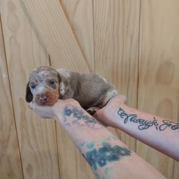 Issy - Dapple male Dachshund puppy in Norco, California from Tessasprettydachshunds