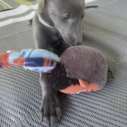 Greyhound Puppies from Angela Holtzen