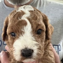 Lucy - Red female Cavapoo puppy in Osseo, Michigan from Smiths Fluffy butts