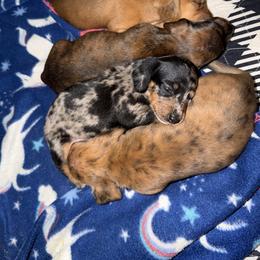 Dachshund Puppies from Witchy Woman’s Wiener’s