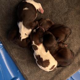 Boy 2 - Chocolate and tan male Dachshund puppy in Dorchester, Texas from Texas Mini Dachs