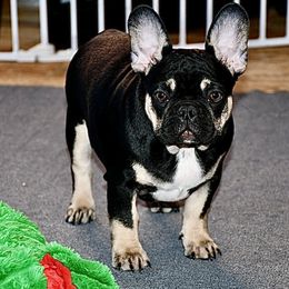 Maya - French Bulldog puppy from Grace & Grit Frenchies