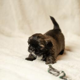 Shih Tzu Puppies from Good Lil Shih Tzu