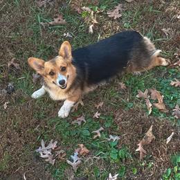 Sundae - Pembroke Welsh Corgi