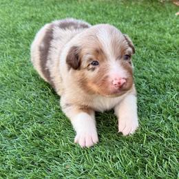 Ginger - Red merle female Australian Shepherd puppy in Mount Vernon, Texas from RJ's Aussie Posse