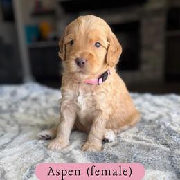 Aspen - Cream female Goldendoodle puppy in Frostproof, Florida from Lover Dover Doodles