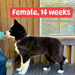Red collar - Black and white female Yakutian Laika puppy in Bethel, Ohio from Caldersong Kennels