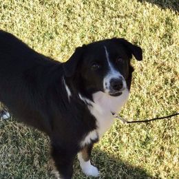 RAVEN  - Miniature American Shepherd
