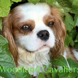 Oliver - Cavalier King Charles Spaniel