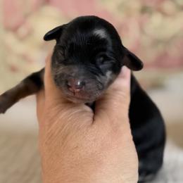 Amelia Badelia - Merle female Cavapoo puppy in Beckley, West Virginia from By Design Doodles