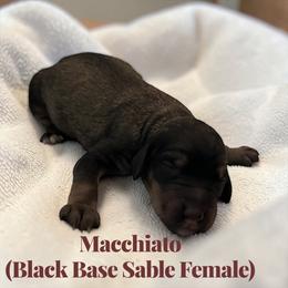 Macchiato - Sable female Poodle puppy in Ellenburg Center, New York from Kristin's Puppies