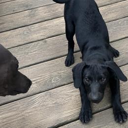 Clue - Black and white male Xoloitzcuintli puppy in Manitowoc, Wisconsin from Wonderland Kennel