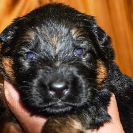 Pink collar - Black and red female German Shepherd puppy in Howell, Michigan from Sheyenne’s Shepherds