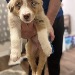 Australian Shepherd Puppies from Southern Sky Aussies