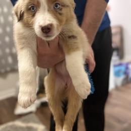 Australian Shepherd Puppies from Southern Sky Aussies