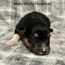 Boy 1 - Black and white male Alaskan Malamute puppy in Rensselaer, Indiana from Moot Manor Malamutes