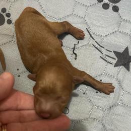 Zoey - Apricot female Goldendoodle puppy in Centralia, Missouri from Oodles Of Doodles Mo.