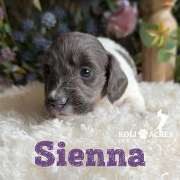 Sienna - Gray (blue) and tan female Dachshund puppy in Kemp, Texas from Koli Acres