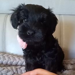 Black girl - Black female Miniature Schnauzer puppy in Kannapolis, North Carolina from Schnauzer Affinity