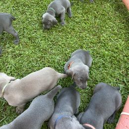 Weimaraner Puppies from Georgia Line Weimaraners