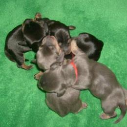 Dachshund Puppies from Cranberry Dachshunds