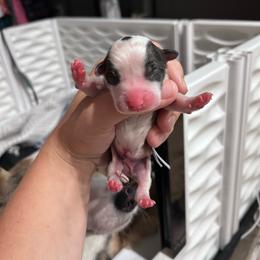 Grey collar boy - Sable male Pembroke Welsh Corgi puppy in Flat Rock, Alabama from Fluffy Butt Acres