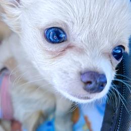 Chihuahua Puppies from Petite Pups LLC