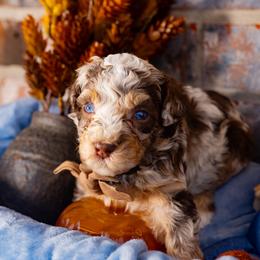 Crunch - Chocolate merle male Bernedoodle puppy in Richmond, Texas from Harper’s Heartbeats