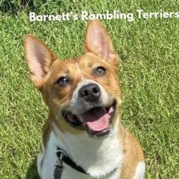 Mr Riggs - Teddy Roosevelt Terrier