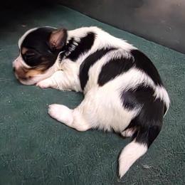 Checkers - Black tan and white male Biewer Terrier puppy in Jamesville, New York from Mark Carfagno's Pups