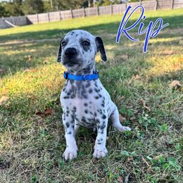 Rip - White and black male Dalmatian puppy in Joplin, Missouri from Ruffles, Ridges, & Spots!