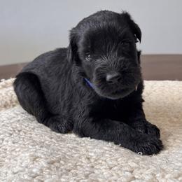 Boy 5 - Royal Blue Collar - Black male Giant Schnauzer puppy in St George, Utah from Schnauzer Ranch